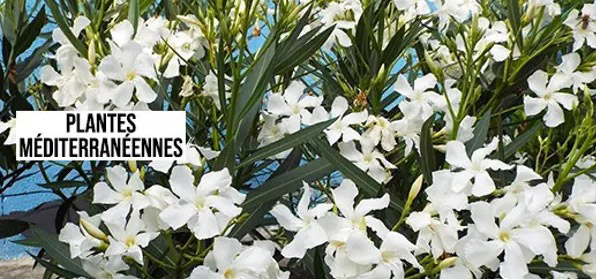 Vente privee plantes méditerranéennes